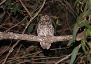 Koepcke's Screech-Owl