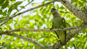 Brown-headed Parrot