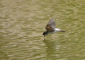 Tumbes Swallow