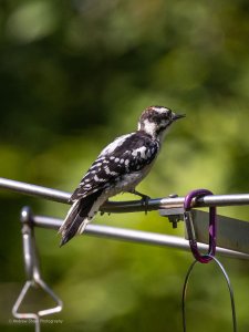 Downy Woodpecker