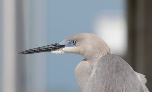 Great Egret - Great Blue Heron hybrid 1