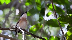 Woodward's Batis