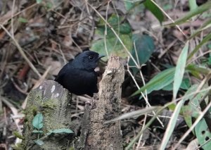 Utcubamba Tapaculo