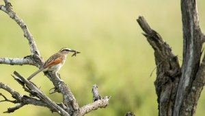 Brown-crowned Tchagra