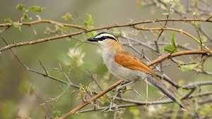 Black-crowned Tchagra