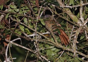 Peruvian Treehunter