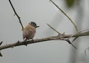 Ecuadorian Piculet