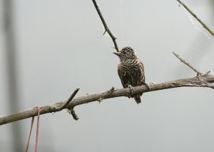 Ecuadorian Piculet