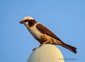 White-crowned Shrike