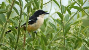 Southern Boubou