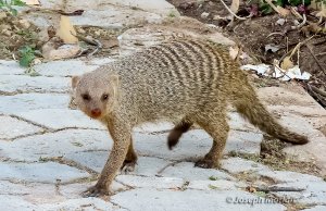 Banded Mongoose (Mungos mungo)