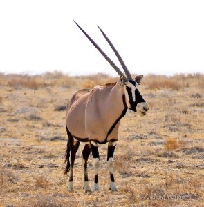 Gemsbok (Oryx gazella)