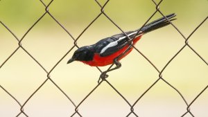 Crimson-breasted Shrike