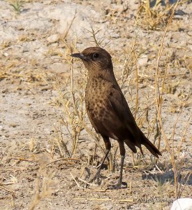 Southern Anteater-Chat