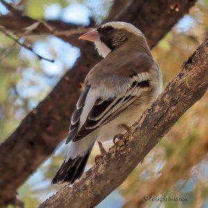 White-browed Sparrow-Weaver