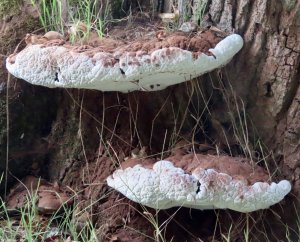 Bracket Fungus