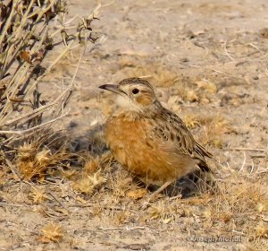 Spike-heeled Lark