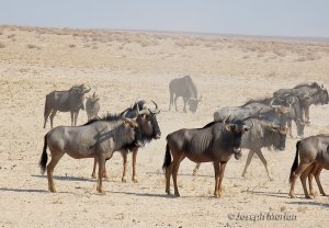 Common Wildebeest (Connochaetes taurinus )