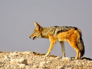 Southern Black-backed Jackal  (Lupulella mesomelas ssp. mesomelas)