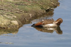 Egyptian Goose