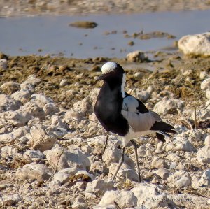 Blacksmith Lapwing