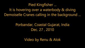 Lakescape -967 : Pied Kingfisher : hovering : Amazing Wildlife of India by Renu Tewari and Alok Tewari