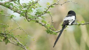 Magpie Shrike