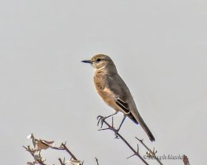 Chat Flycatcher