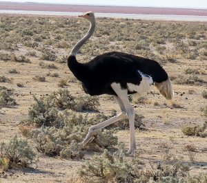 Common Ostrich