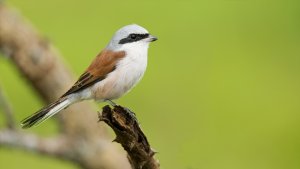 Red-backed Shrike