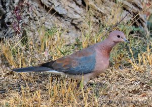 Laughing Dove