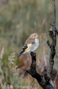 European Goldfinch ( juv )