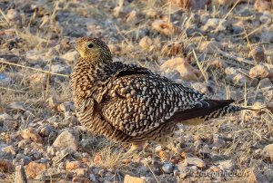 Namaqua Sandgrouse