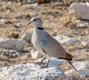 Ring-necked Dove