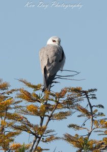 Black-shouldered Kite