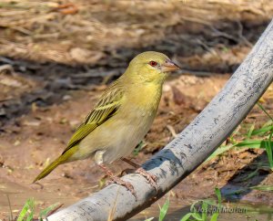 Southern Masked-Weaver