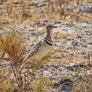 Double-banded Courser