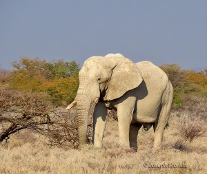 African Bush Elephant (Loxodonta africana)