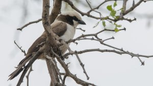 Southern White-crowned Shrike