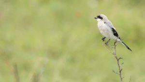 Lesser Grey Shrike