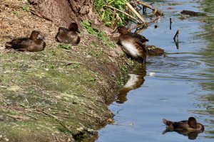 Juvenile Tufted Ducks?