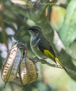 Crescent Honeyeater