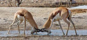 Springbok (Antidorcas marsupialis)