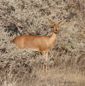 Steenbok (Raphicerus campestris)