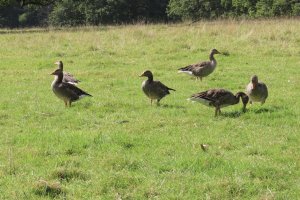 A gaggle of geese