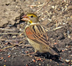 Dickcissel