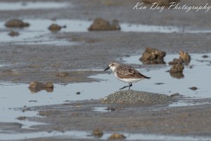 Red-necked Stint