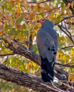 African Harrier-Hawk