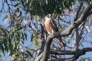 Australian Hobby