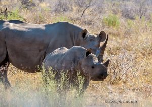 Black Rhinoceros (Diceros bicornis)